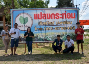 กระท่อมพารวย!-ล้มแปลงปลูกยาง-ปลูกกระท่อมก้านแดงเดือนไม่ต่ำกว่า-1-แสน-–-บ้านเมือง