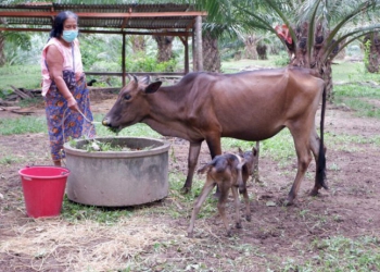 ฮือฮา!-ลูกวัว6ขา-เกิดวันที่1มค.ตั้งชื่อ-“น้องปีใหม่”-เชื่อให้โชคแห่ตีเลขเด็ด-–-เดลีนีวส์