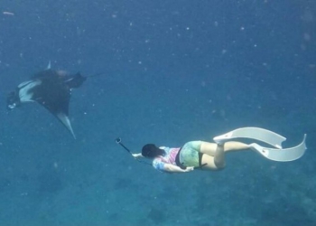 เจอในรอบ18ปี!-นักดำน้ำฮือฮา-กระเบนแมนตา-ใหญ่สุดในโลก-ที่เกาะรอก-–-ข่าวสด