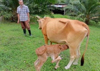 คอหวยไม่พลาดตีเลข-วัวชนชื่อดังเมืองตรัง-คลอดลูกมี-5-ขา-2-กีบ-–-ไทยรัฐ