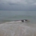 เศร้า-เจ้าทะเล-'ฉลามวาฬยักษ์'-ยาว-5-เมตร-ตายเกยหาดที่ลันตา